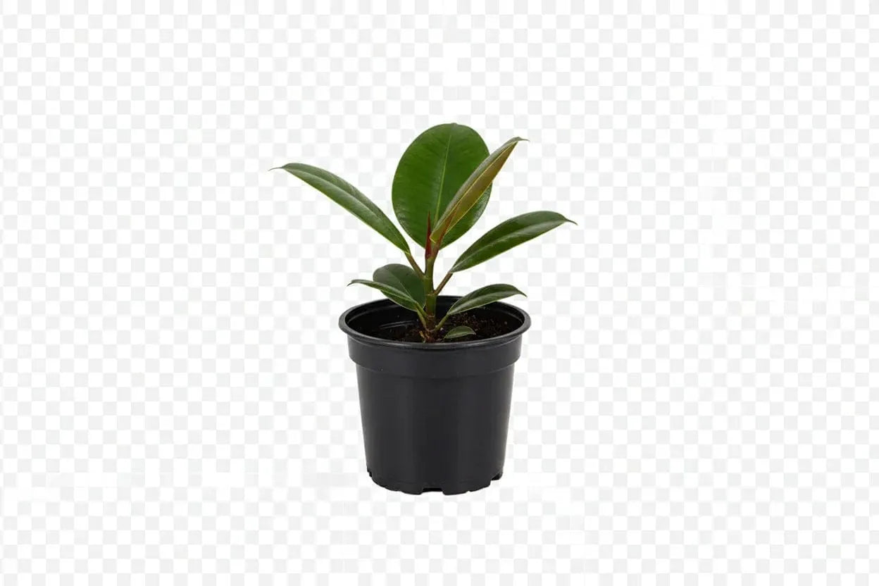 Gummibaum (Ficus Elastica)