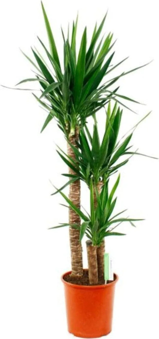 Yucca-Palme Spineless in einem Topf