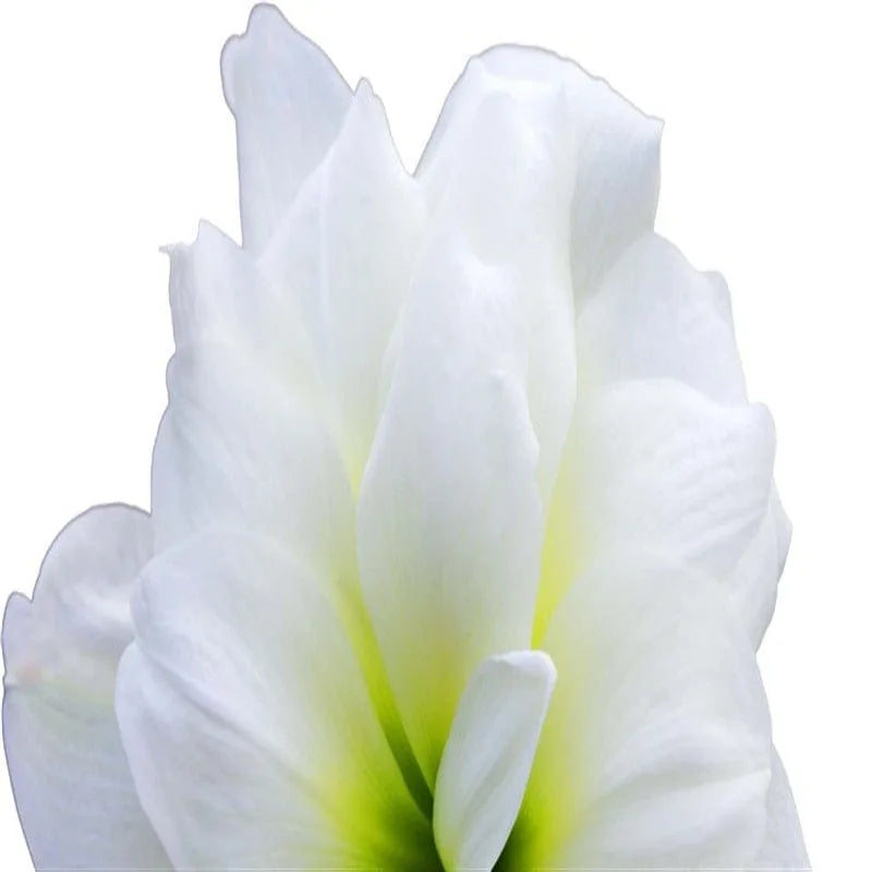 Weiße Amaryllisblüte Nahaufnahme