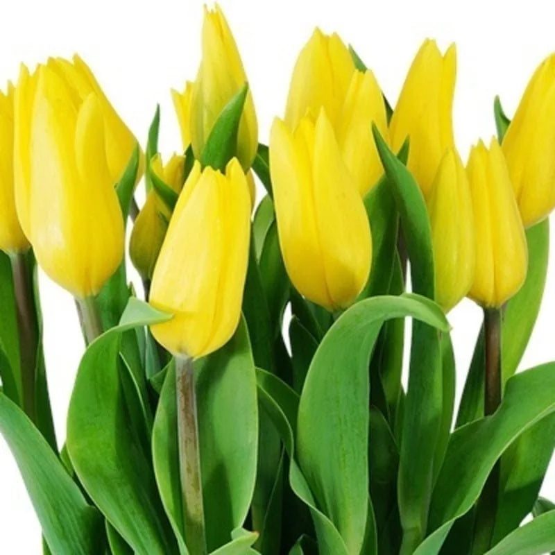 Sonnige Tulpengrüße