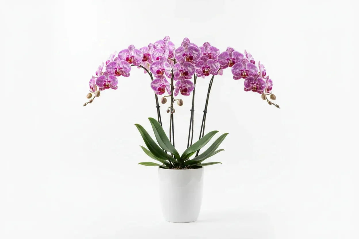 Orchidee Phalaenopsis Mix