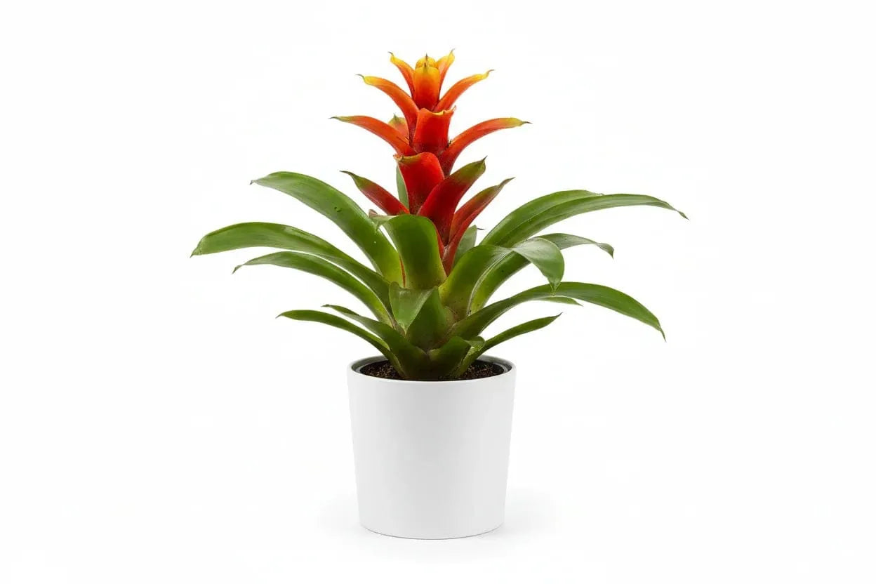 Guzmania Bromelie in weißem Topf