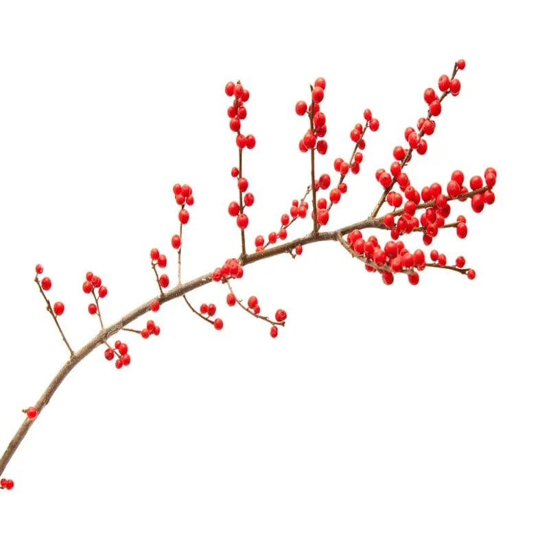Ilex-Zweig mit roten Beeren