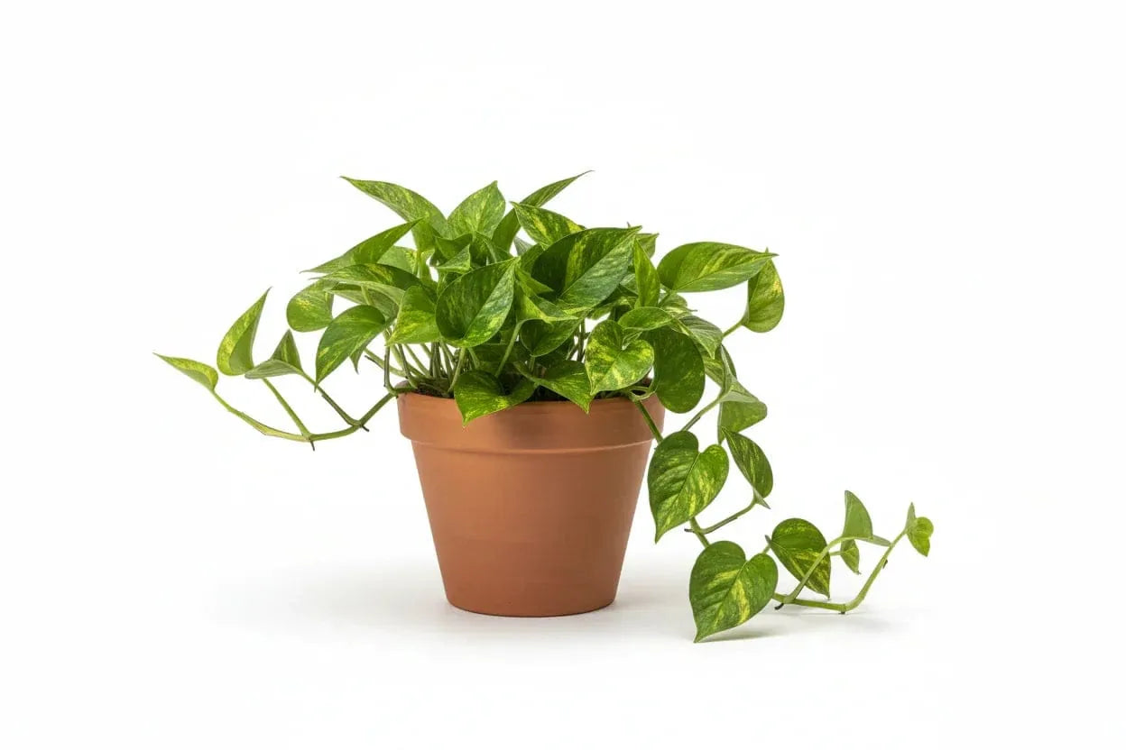 Goldne efeutute(Epipremnum)