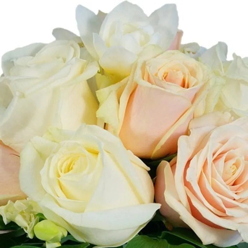 Cremefarbene Sanftheit