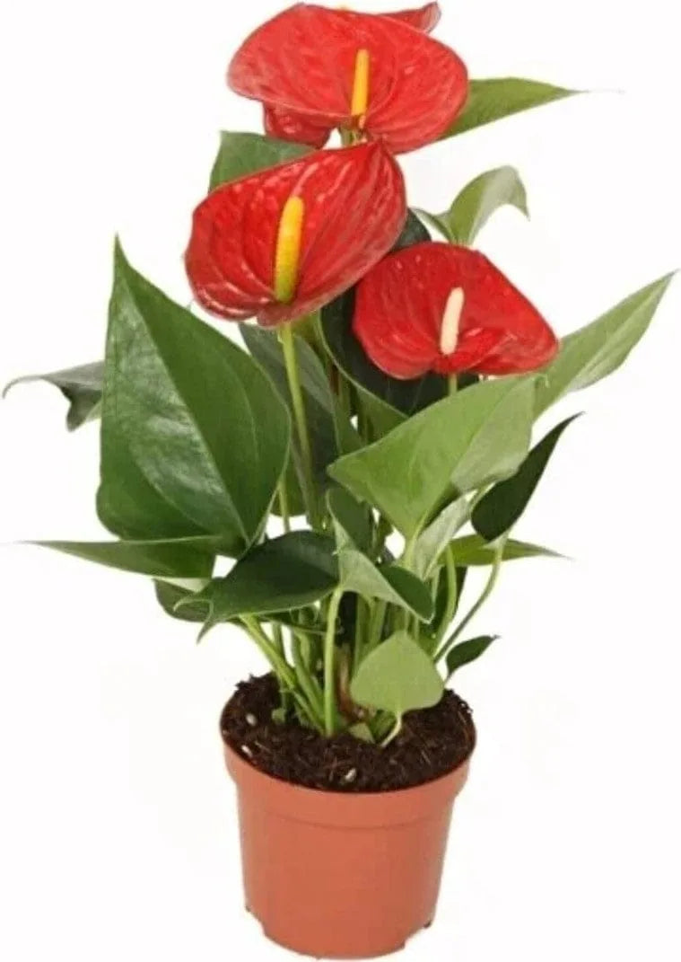 Rote Anthurium Pflanze im Topf mit grünen Blättern