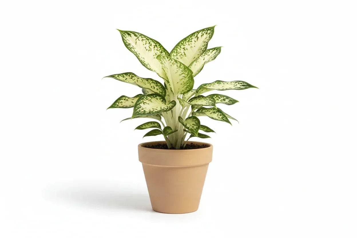 Dieffenbachia Pflanze in einem Terrakotta-Topf auf weißem Hintergrund