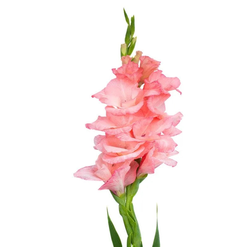 Rosa Gladiole auf weißem Hintergrund