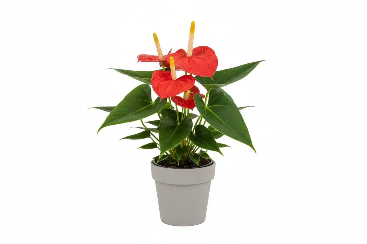 Anthurium Pflanze mit roten Blüten in grauem Topf