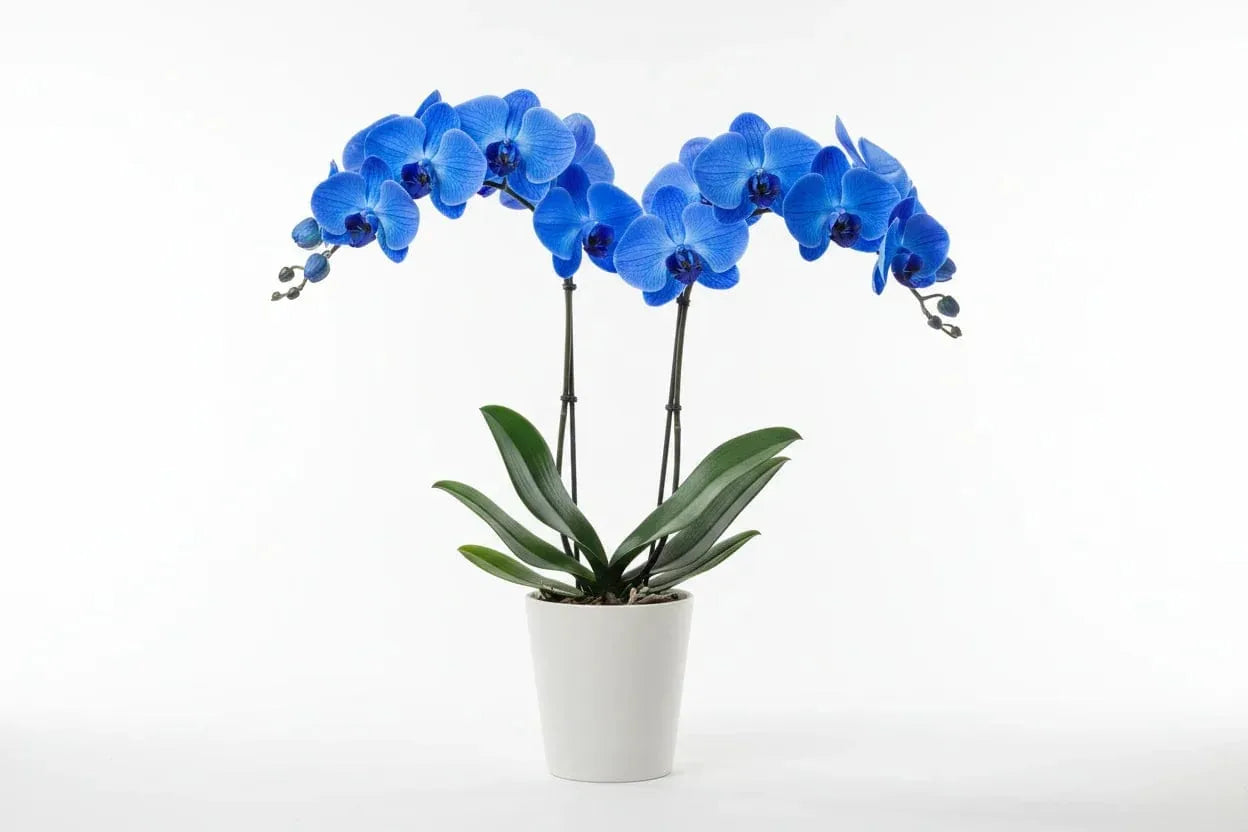 Phalaenopsis Blau gefärbt