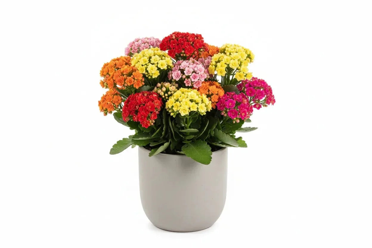 Kalanchoe mit bunten Blüten in einem Topf.