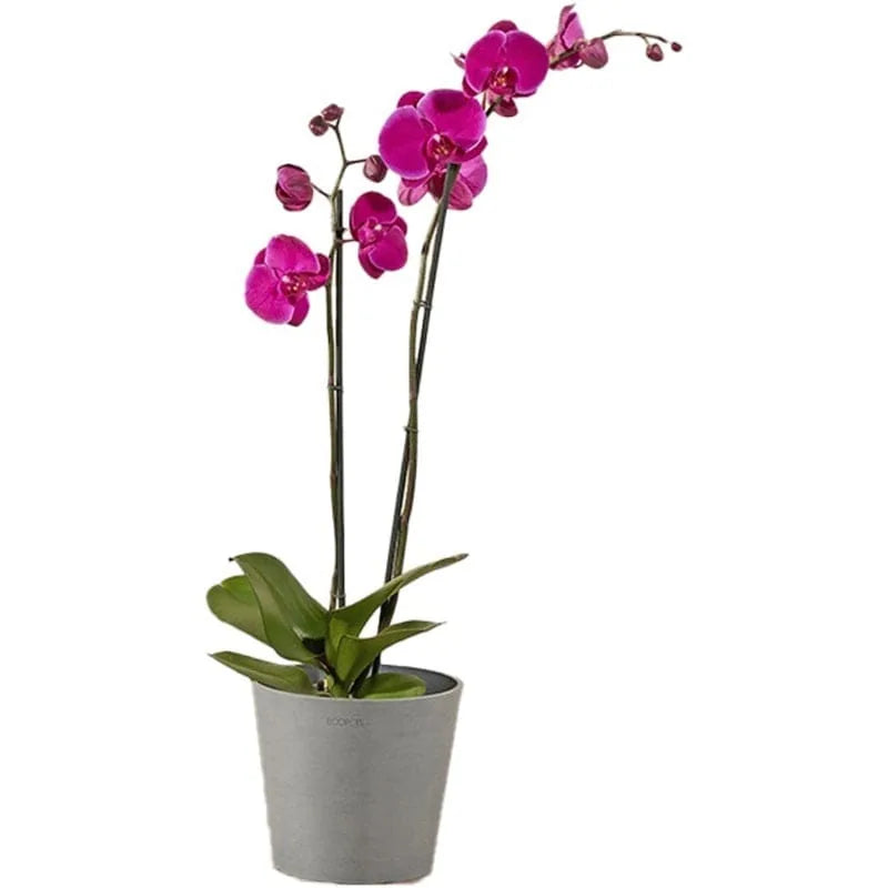 Violette Orchidee in einem grauen Topf