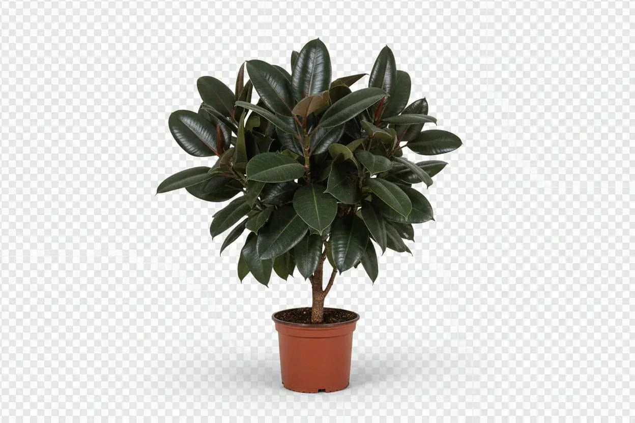 Gummibaum in einem Topf mit glänzenden, grünen Blättern