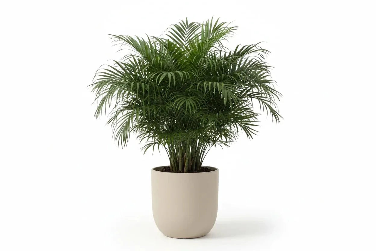 Bergpalme in einem beigen Pflanztopf