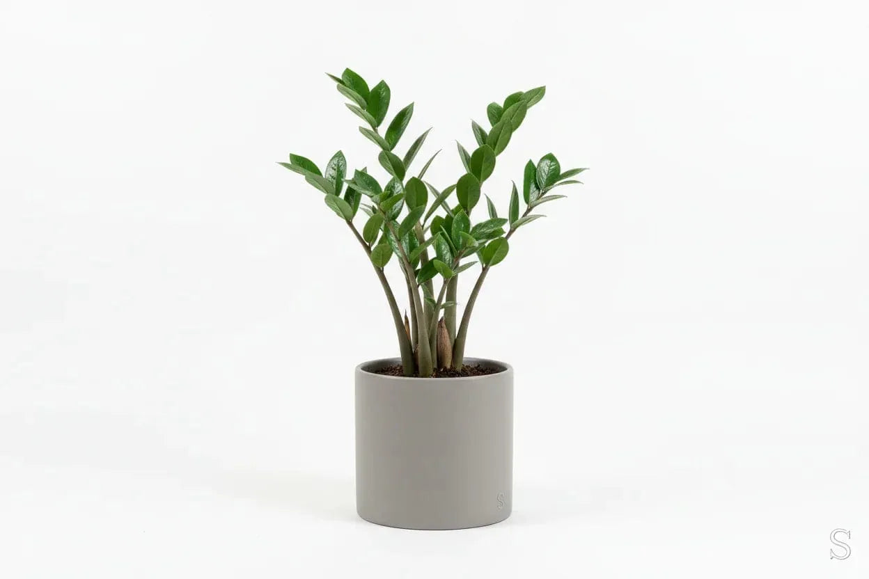 Zamioculcas