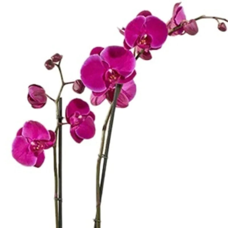 Orchideenpracht