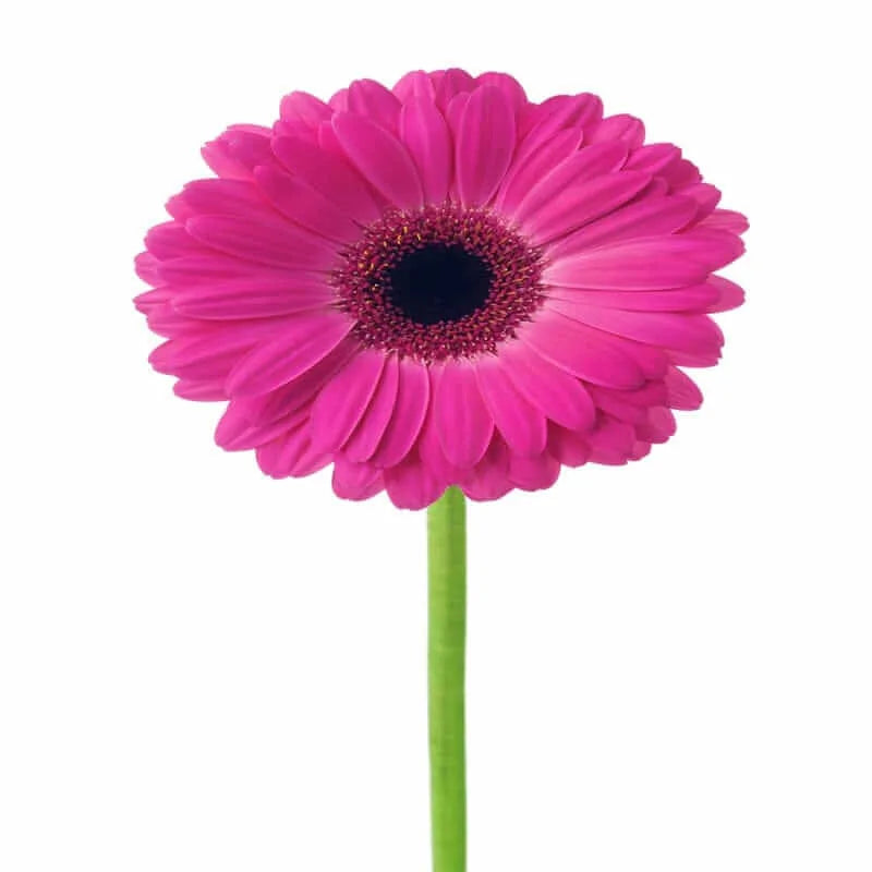 Einzelne rosa Gerbera-Blume