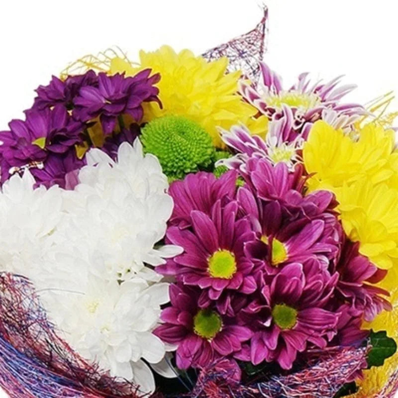 Chrysanthemen-Mix