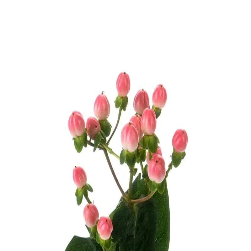 Zweig von Hypericum mit rosa Beeren