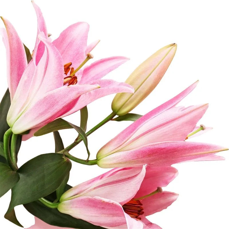 Nahaufnahme von rosa Lilienblüten