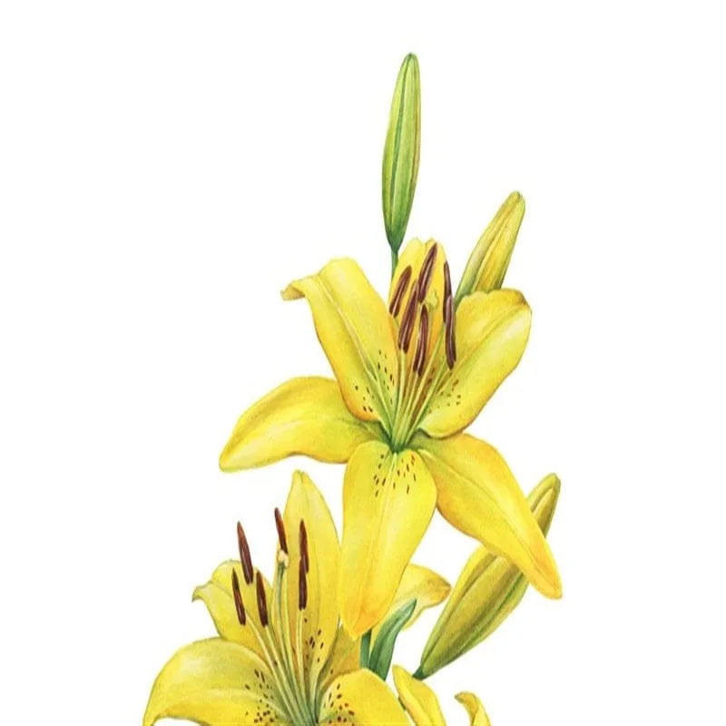 Gelbe Lilie