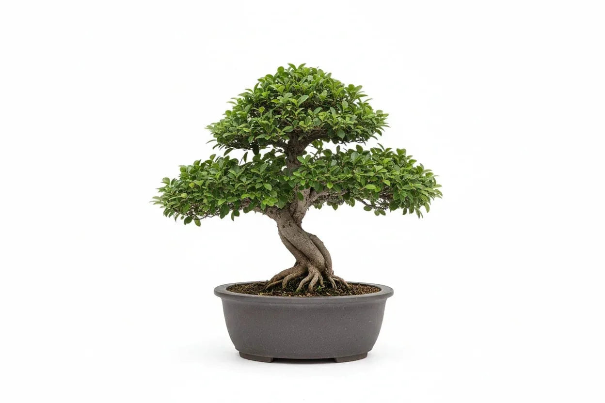 Bonsai