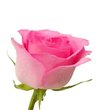 Einzelne rosa Rose vor weißem Hintergrund