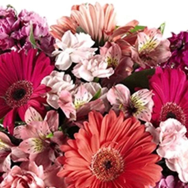 Pinke Gerbera-Freude