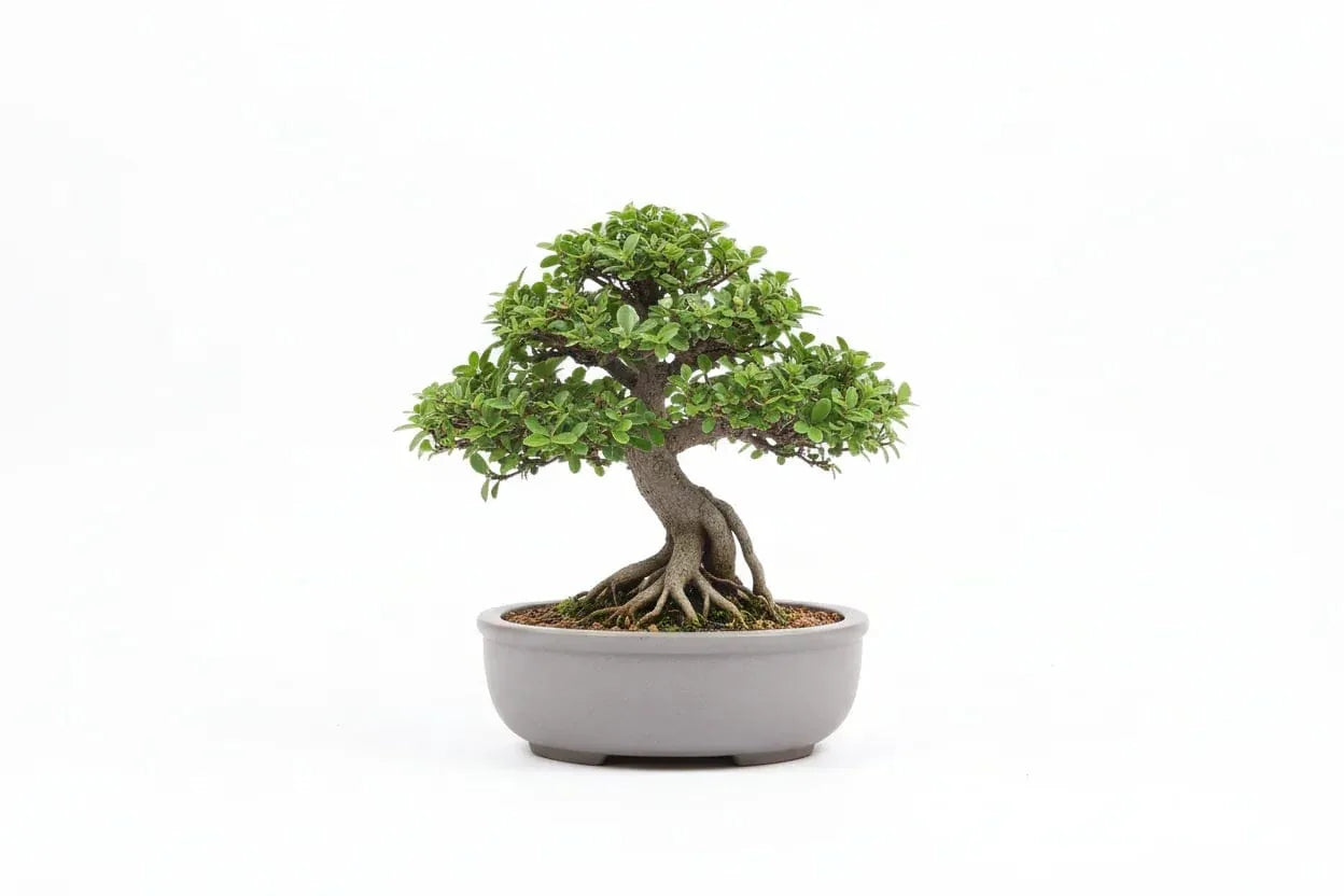 Bonsai