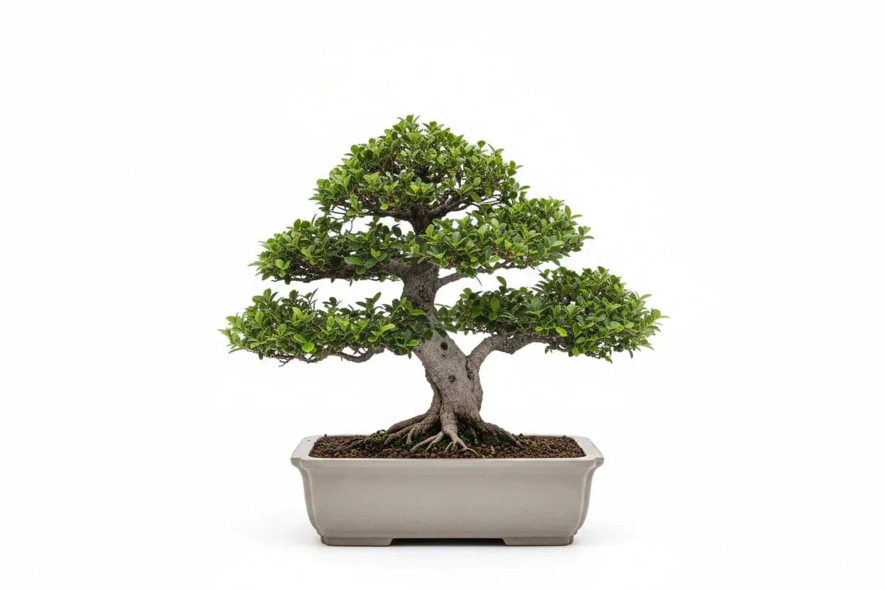 Grüner Bonsai-Baum in rechteckigem Topf