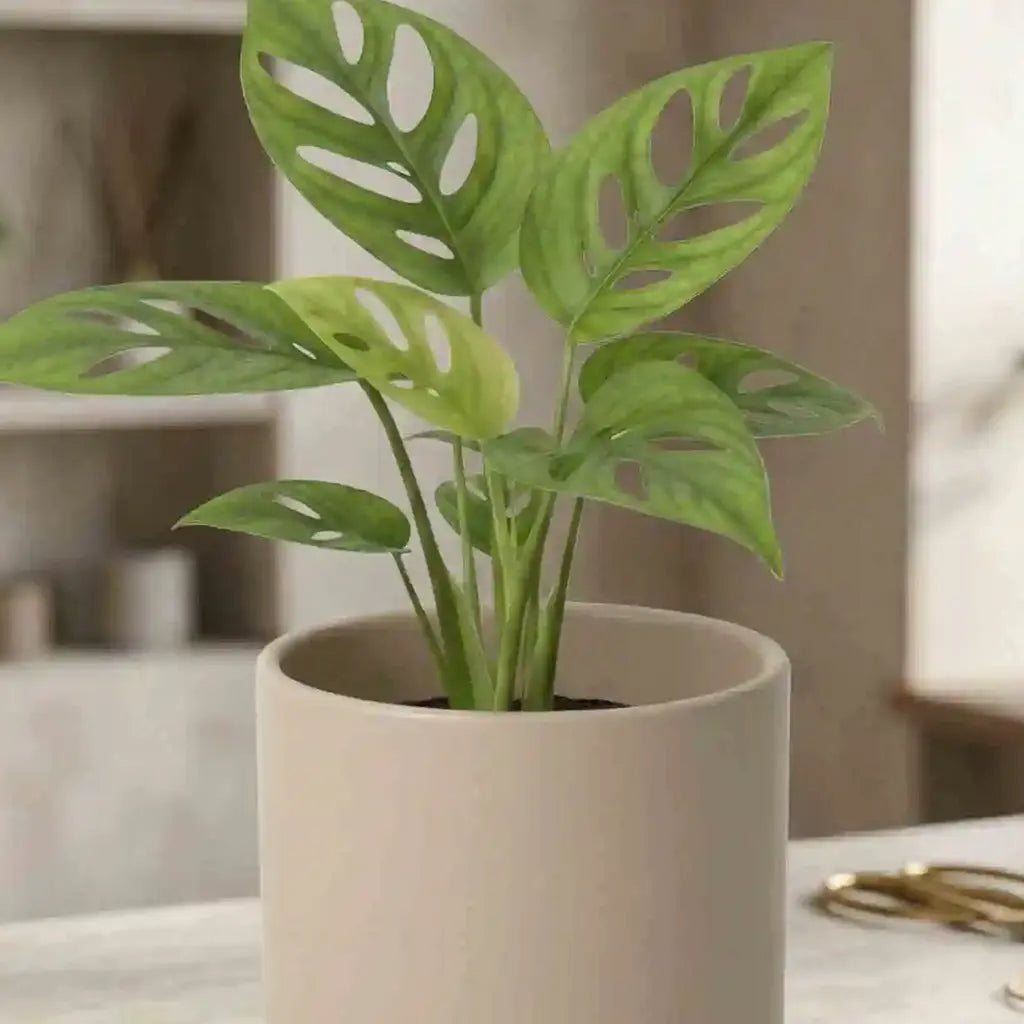 fensterblatt monstera deliciosa Monstera Adansonii