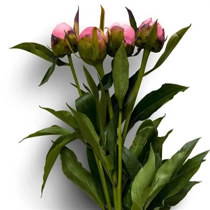 Rosa Pfingstrosenknospen mit grünen Blättern