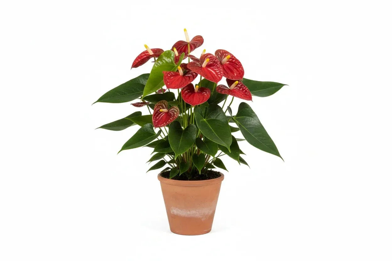 Anthurium Rot