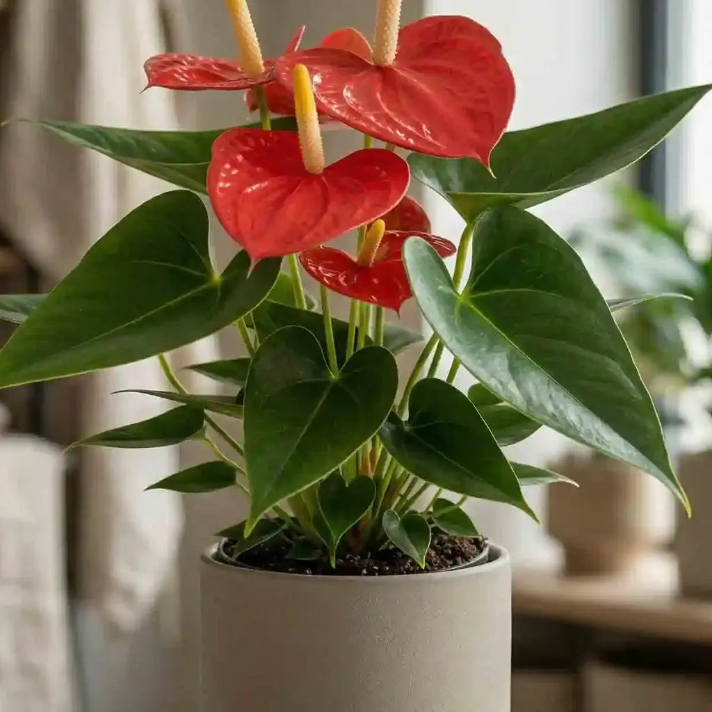 Anthurium Light Red