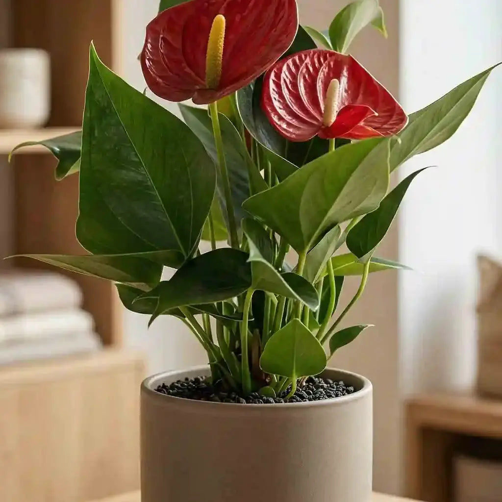 Anthurium (Different Colors)