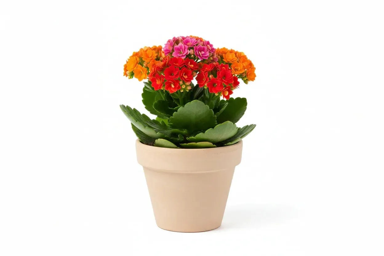 Kalanchoe