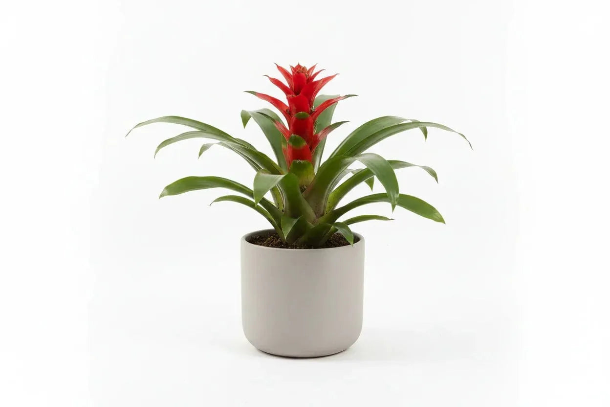 Guzmania Red Bromilie