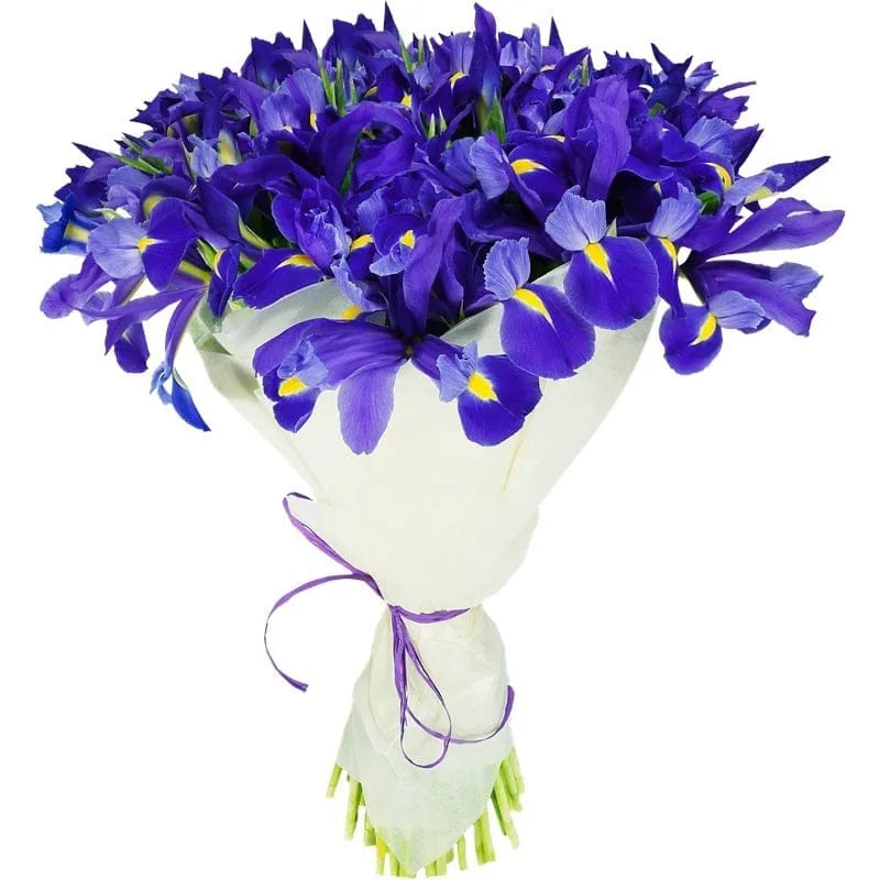 Blumenstrauß aus lilafarbenen Irisblüten mit weißem Papier umwickelt.