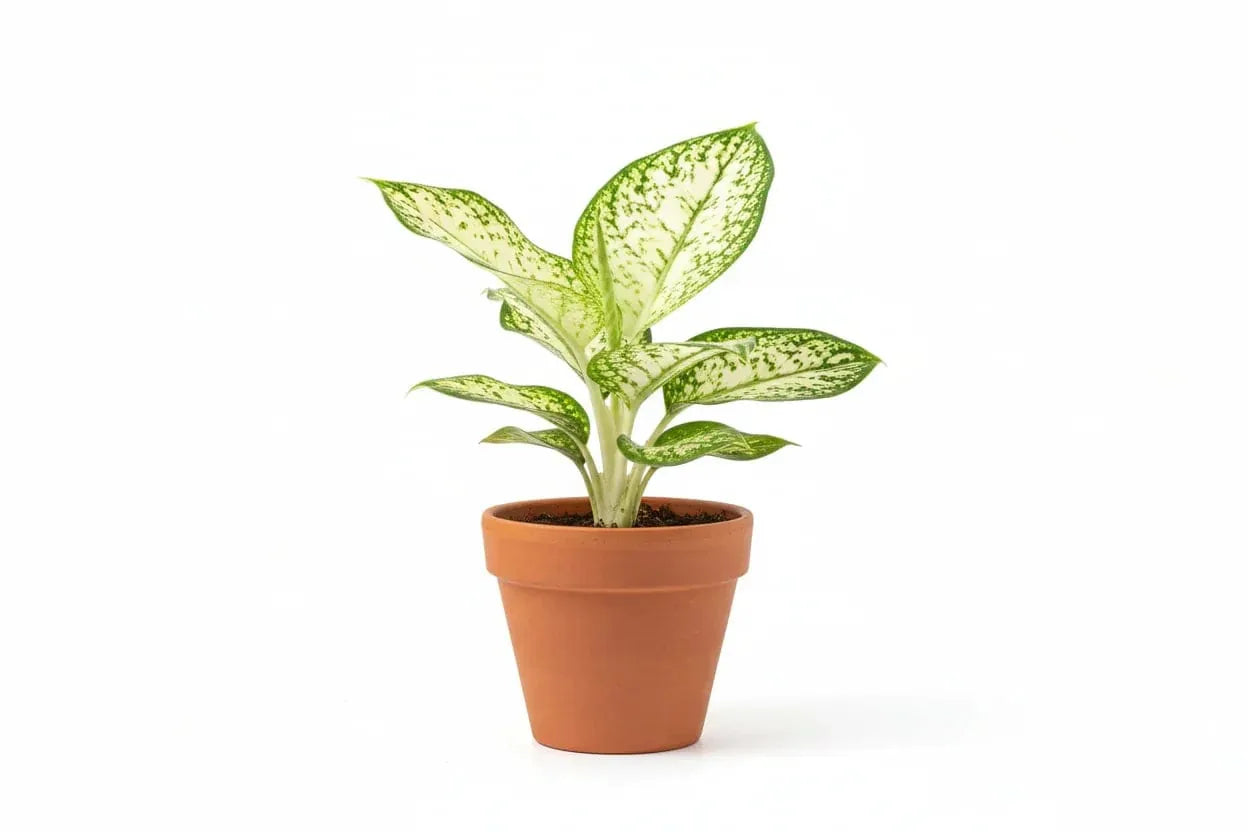Dieffenbachia