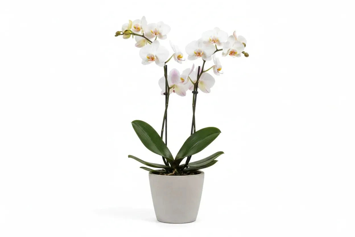 Orchidee Phalaenopsis