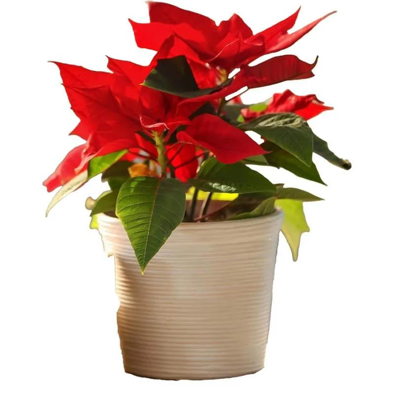 Rote Weihnachtsstern-Pflanze im Topf.