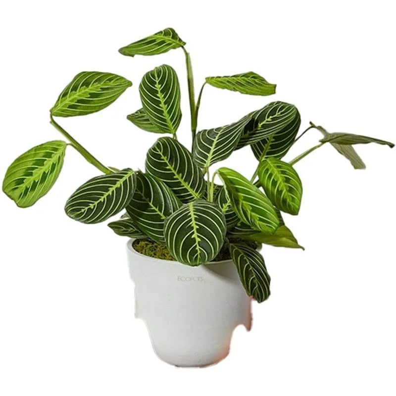 Grüne Topfpflanze mit auffälligem Blattwerk.