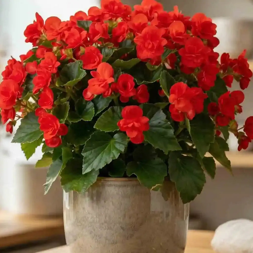 Begonie Rot – Blühende Zimmerpflanze online kaufen – MO BLUMEN