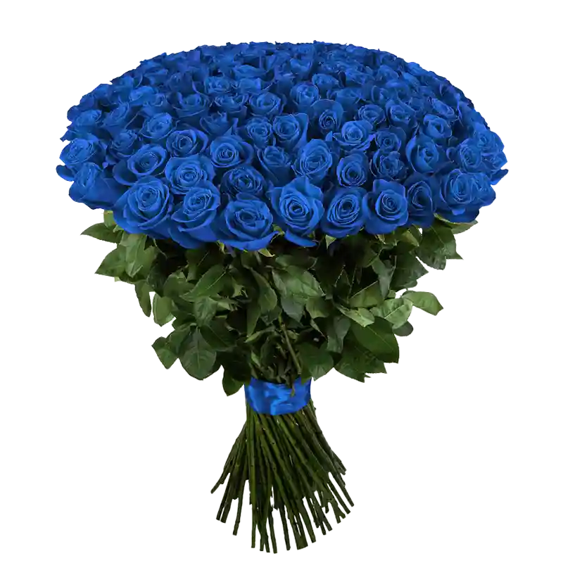 Bouquet of blue roses with green leaves on a white background