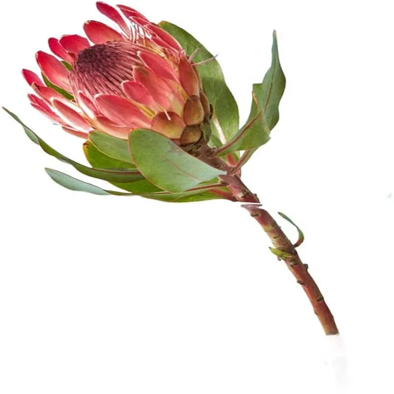 Einzelne Protea-Blume mit grünen Blättern