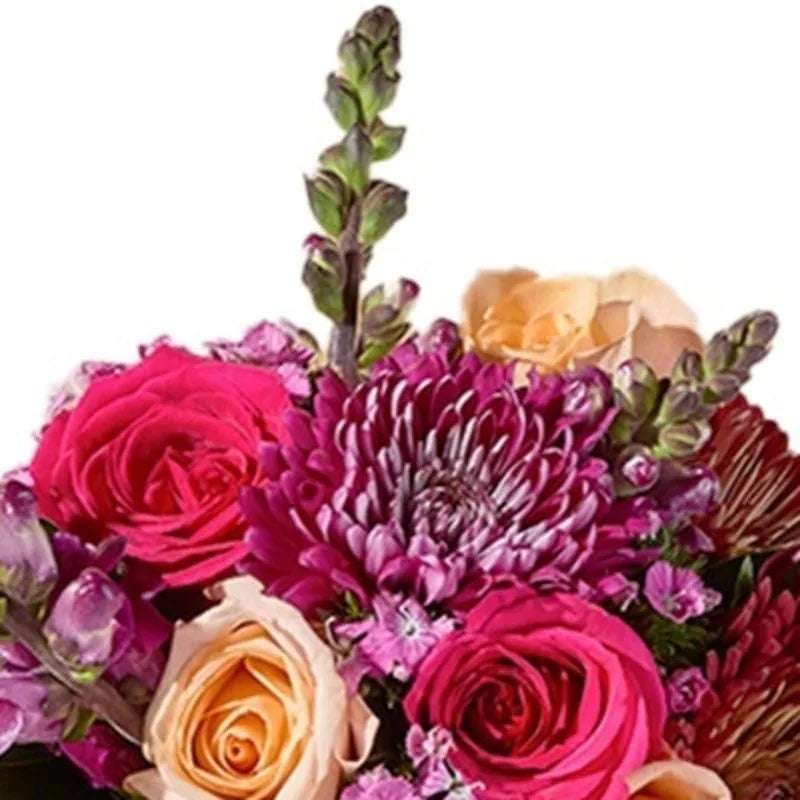 Fuchsia-Pfirsich Kontrast