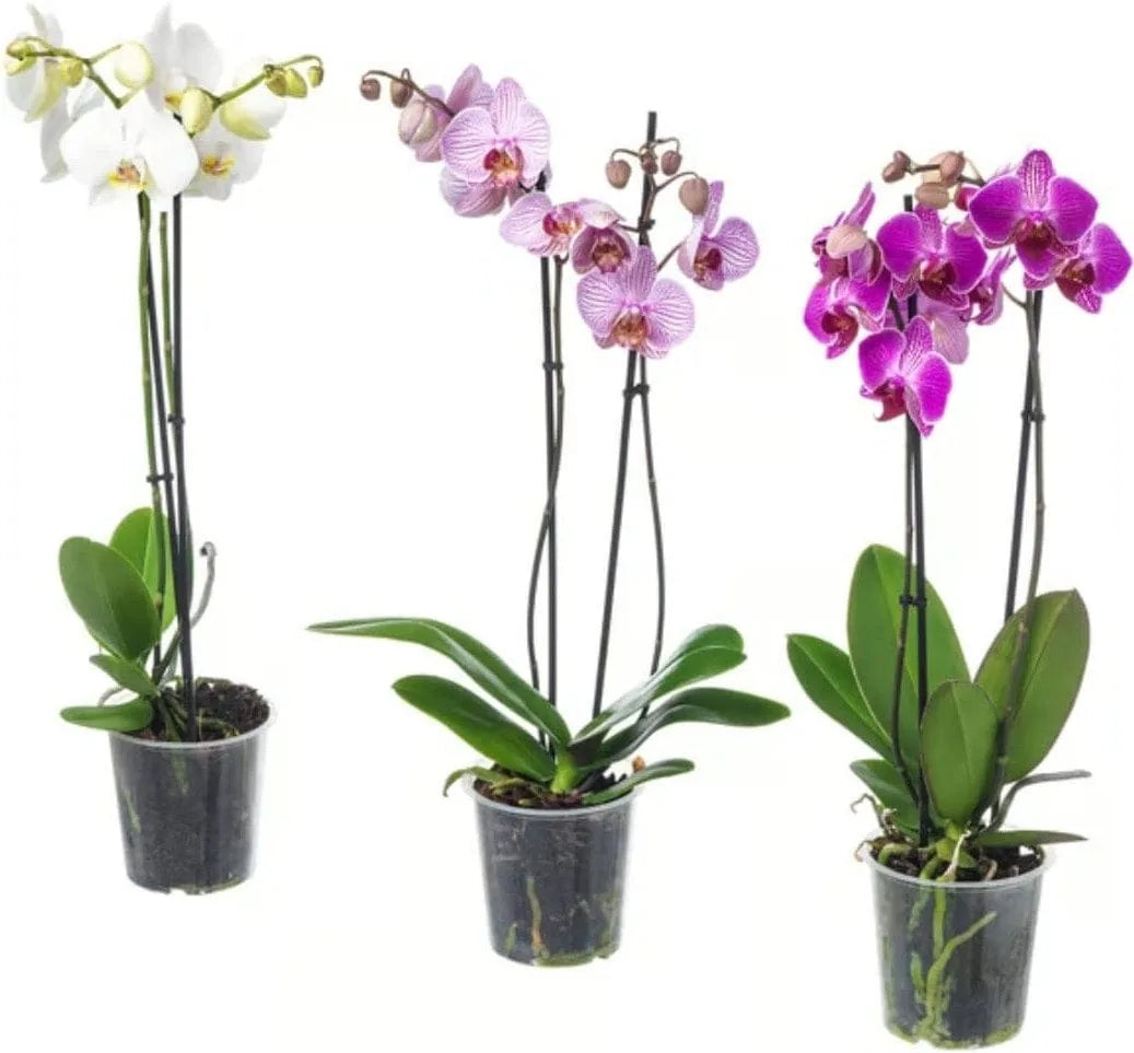 Verschiedene Töpfe mit Phalaenopsis Orchideen