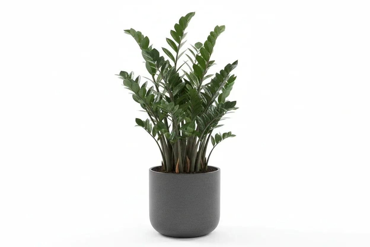 Zamioculcas in einem grauen Topf