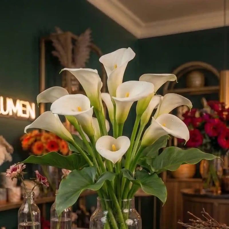sophisticated white calla lily Calla Flower Bouquet – Order Elegant White Calla Online – MO BLUMEN