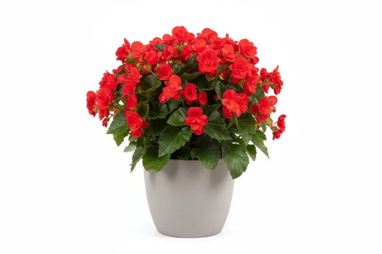 Topfpflanze mit roten Begonienblüten